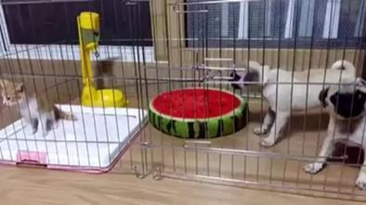 Deux chiens ont peur d'un chaton