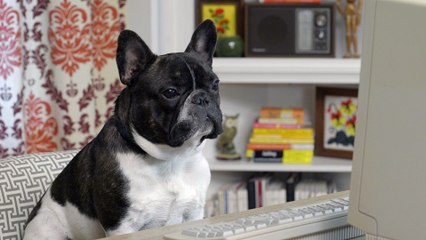 Workout - #030 Ask Frank: Advice for Dogs. By a Dog.