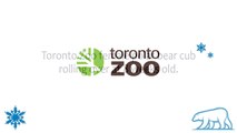 Toronto Zoo Polar Bear Cub Rolling Over at 8 Weeks