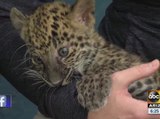 Wildlife Zoo brings a cute leopard cub into ABC15 Saturday