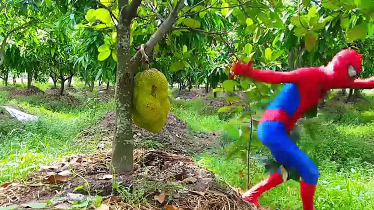 Spiderman and Masha Baby Steal Dinosaur Eggs! w Superman Frozen Elsa Funny Superheroes In Real Life