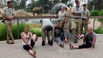 San Diego Zoo Keepers Take the #ElephantYogaChallenge
