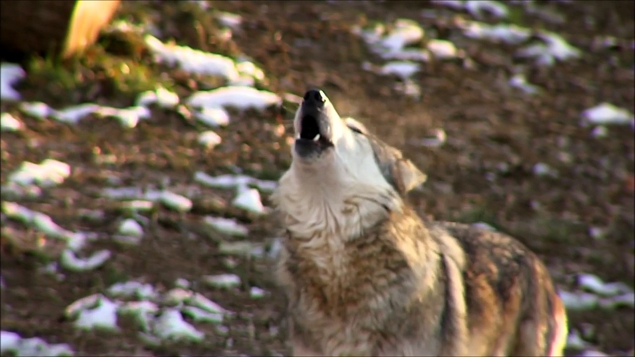 RUNNING WITH THE WOLVES