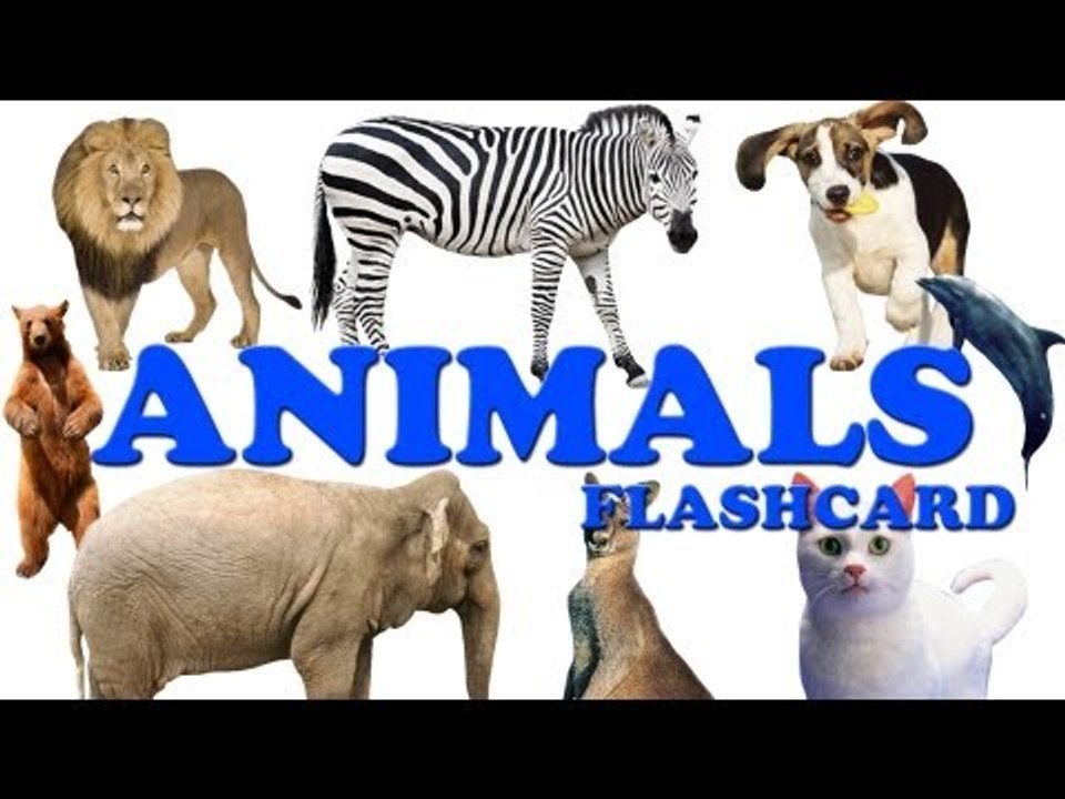 Animals Flashcard