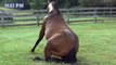 Top 15 Best Of  Funny Horse Videos Compilation 2016 [ NEW HD]