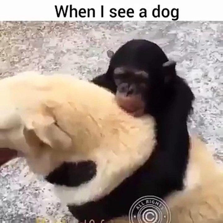 Une amitié improbable entre un singe et un chien