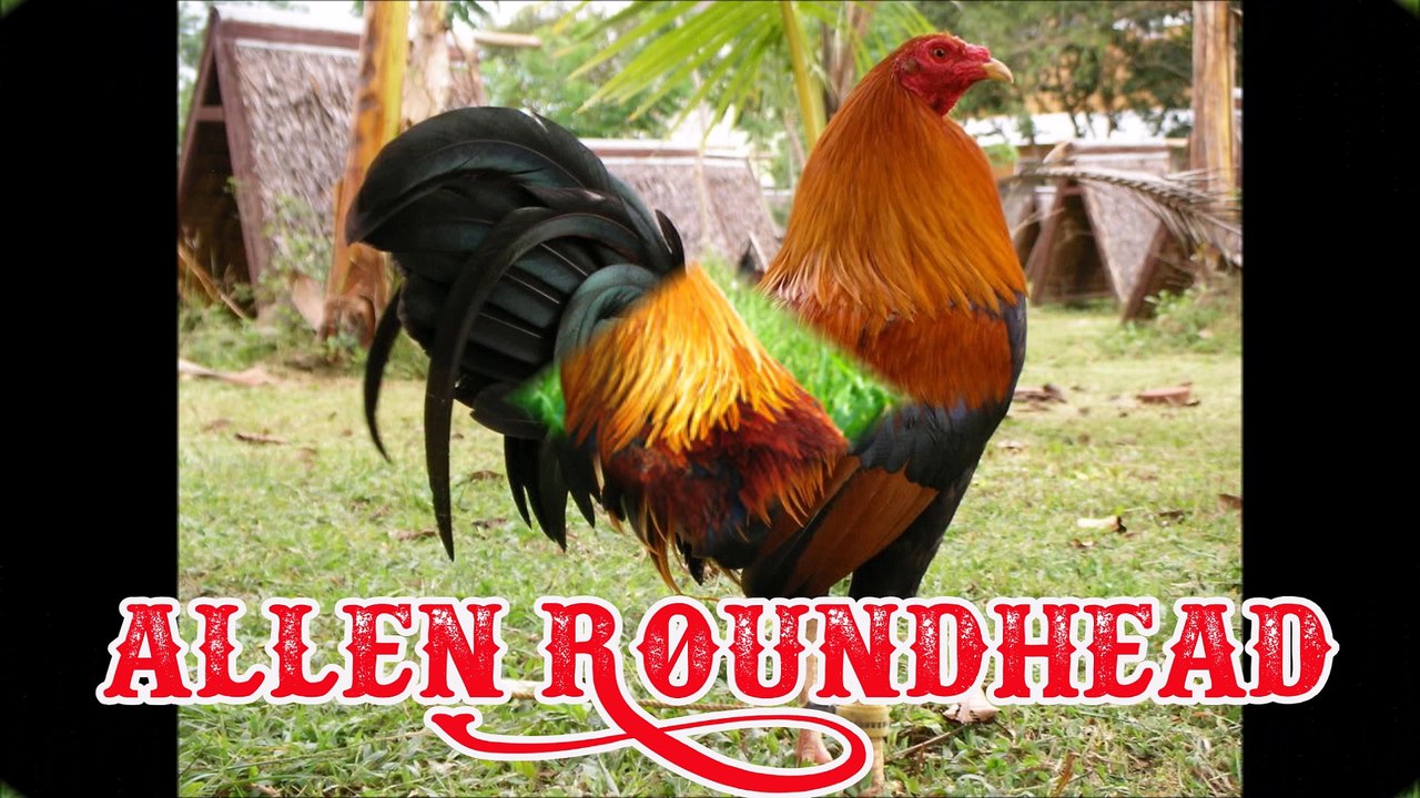 Allen Roundhead Gamefowl video Dailymotion