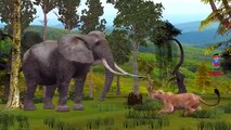 Finger Family Lion Vs Elephant Fight Video | Lion Attacking Elephant Finger Family Nursery Rhymes