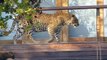 Mother Leopard and Cute Cubs Spotted on Deck at Lodge - Kruger National Park