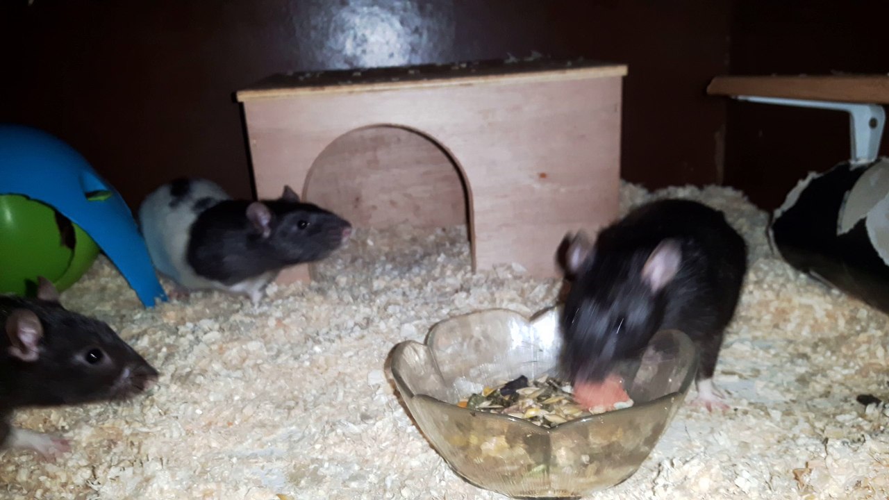 Keks, Lejos und Yoshi