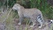 ▶ Leopards - Why You Should Keep Car Doors Locked - Kruger National Park Attack