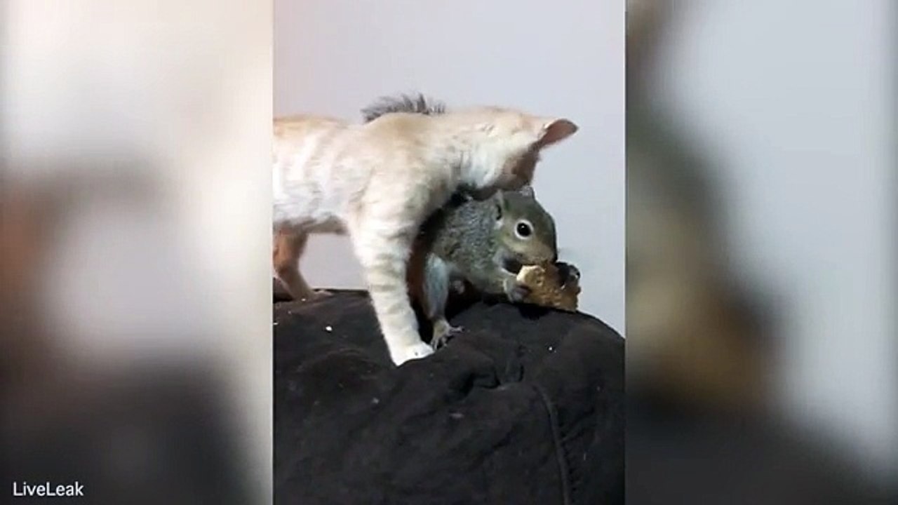 Pet Squirrel Refuses To Share Her Cracker With Hungry Cat
