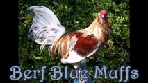 Berg Blue Muffs Gamefowl