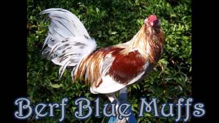 Berg Blue Muffs Gamefowl