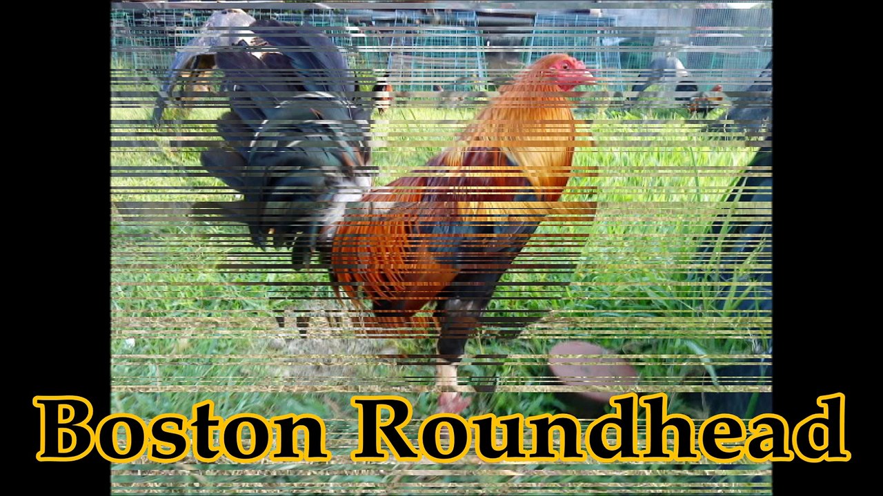 Boston Roundhead Gamefowl video Dailymotion