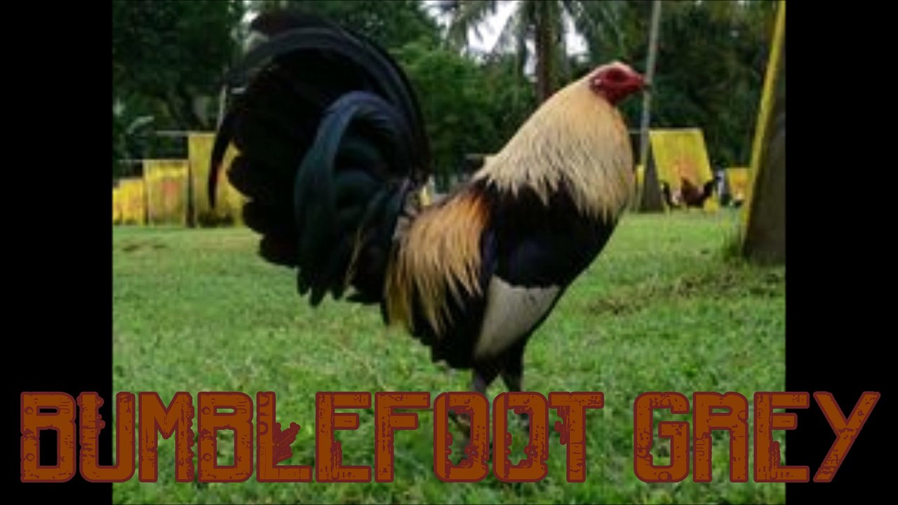 Bumblefoot Grey Gamefowl
