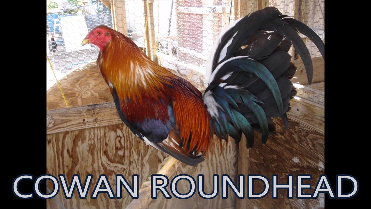 Cowan Roundhead Gamefowl video Dailymotion