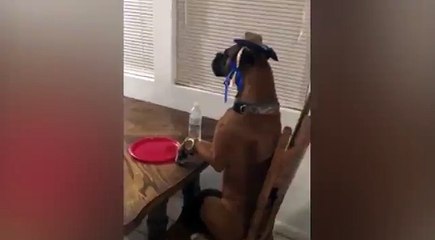This Dog Master Of The Mannequin Challenge