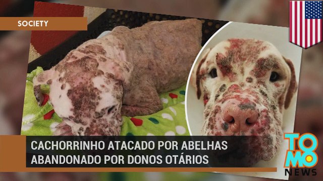 Cachorrinho atacado por abelhas abandonado por donos otários.