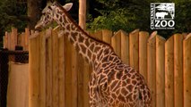 2nd Baby Giraffe makes its Debut at the Cincinnati Zoo