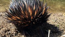 Australian Echidna Adventure - RARE FOOTAGE HD