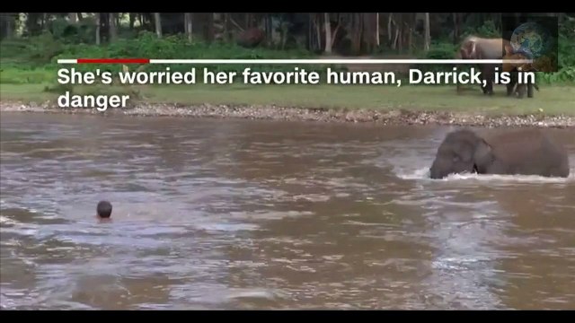 How To Baby Elephant Rescues Man Who Saved Her