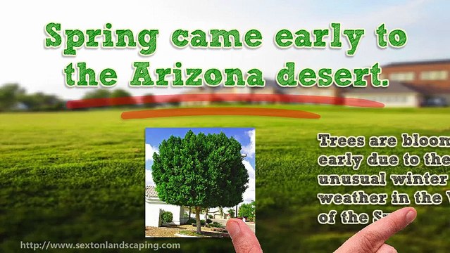 Spring Trees Planting Watering and Trimming