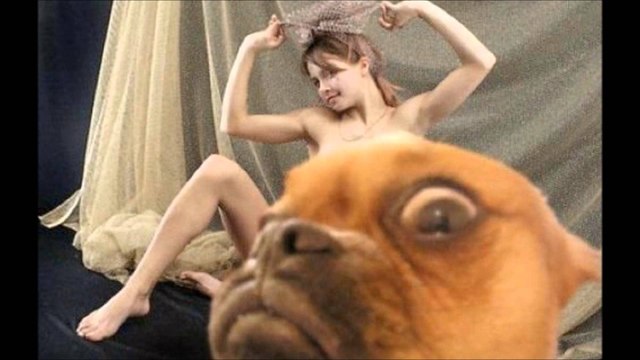 ANIMALES QUE RECIBIERON SU MERECIDO POR SER DEMASIADO CURIOSOS - EL 3 NO TUVO TANTA SUERTE