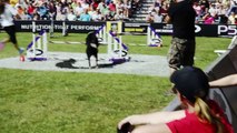 World's Most Amazing Dogs in Super Slow Motion! Incredible Dog Challenge in 4K! _ DEVINSUPERTRAMP-6ztm7YkLElI