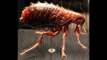 НАСЕКОМЫЕ В ДОМЕ, как избавится от насекомых в квартире, советы от Светы