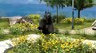 Spiderman Gorilla Vs Dinosaurs | 3D Spider Gorilla Animal Short Movies | Gorilla Rhymes For Children