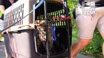 Cheetah Cubs Spending Time Outside Nursery - Cincinnati Zoo