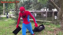 Elsa Pink SpiderGirl rescue Spiderman from the venom King Kong Fun Superheroes in real life