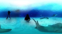 360° Great Hammerhead Shark Encounter | National Geographic