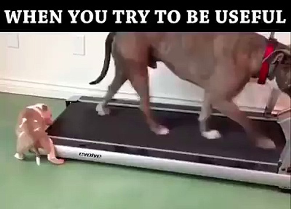 funy dog