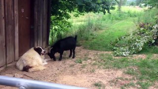 Goat annoys dog