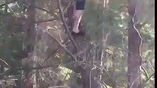 Epic tree fail