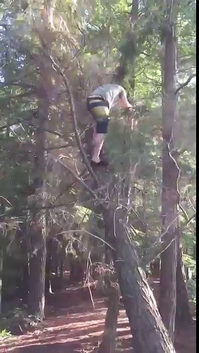 Epic tree fail