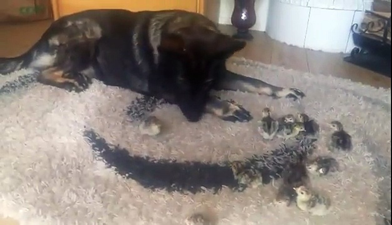 Ce berger allemand élève des bébés dindes