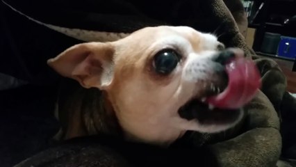 Quand tu perds à cache-cache... Mauvais joueur