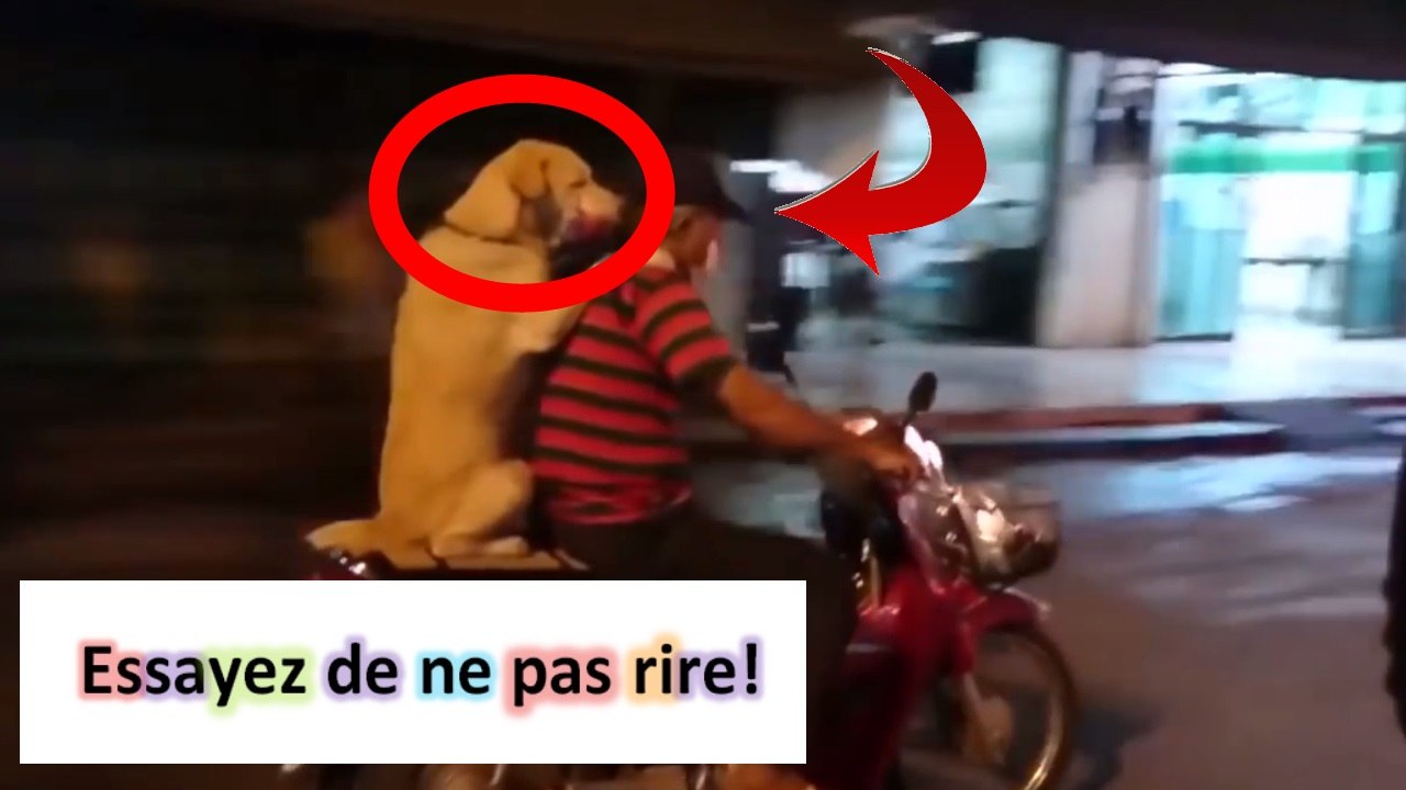 compilations chutes #67  compilation chutes  compilation de chutes  chutes  compile gag