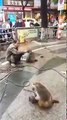 Crazy Monkey and Man Fight | Monkey Slaps Man | FUNNY VIDEO 2016
