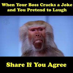 Laughing Monkey