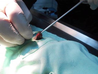 TEK SAÇMA TÜFEĞİYLE YARALANAN KEDİ AMELİYATI.