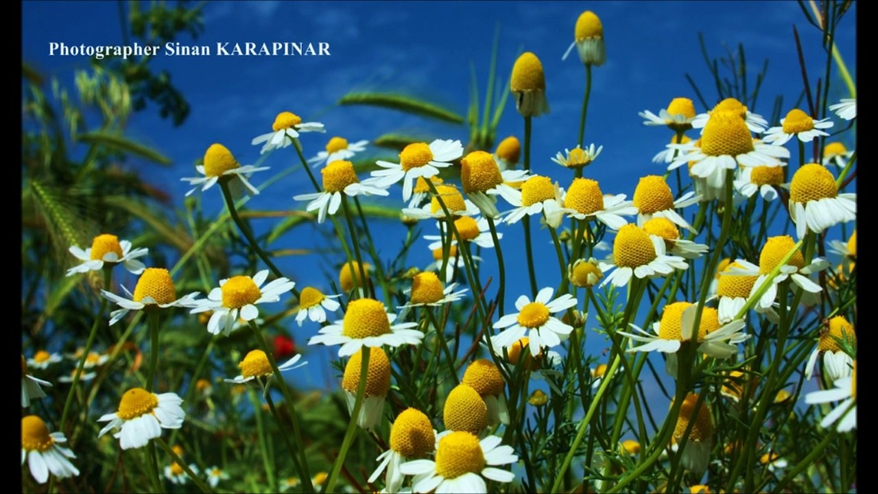 Celaleddin ADA - Dost Bulamadım