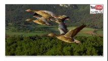 Los mejores documentales del mundo sobre las aves migratorias