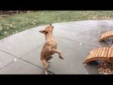 Excited Dog Experiences First Snowfall