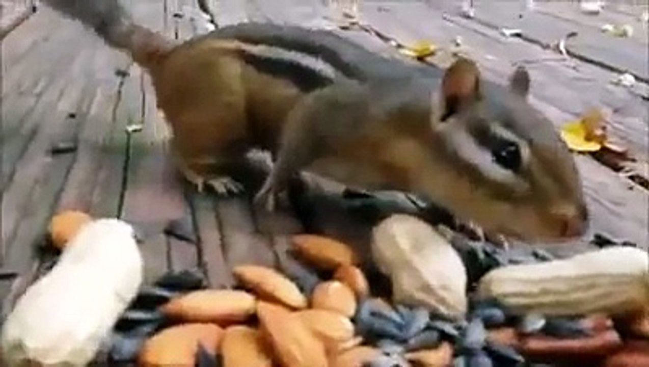 Sincap fıstık yiyor