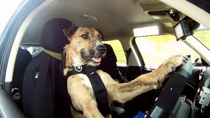 meet-porter-the-worlds-first-driving-dog