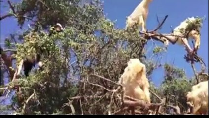 mannequin challenge